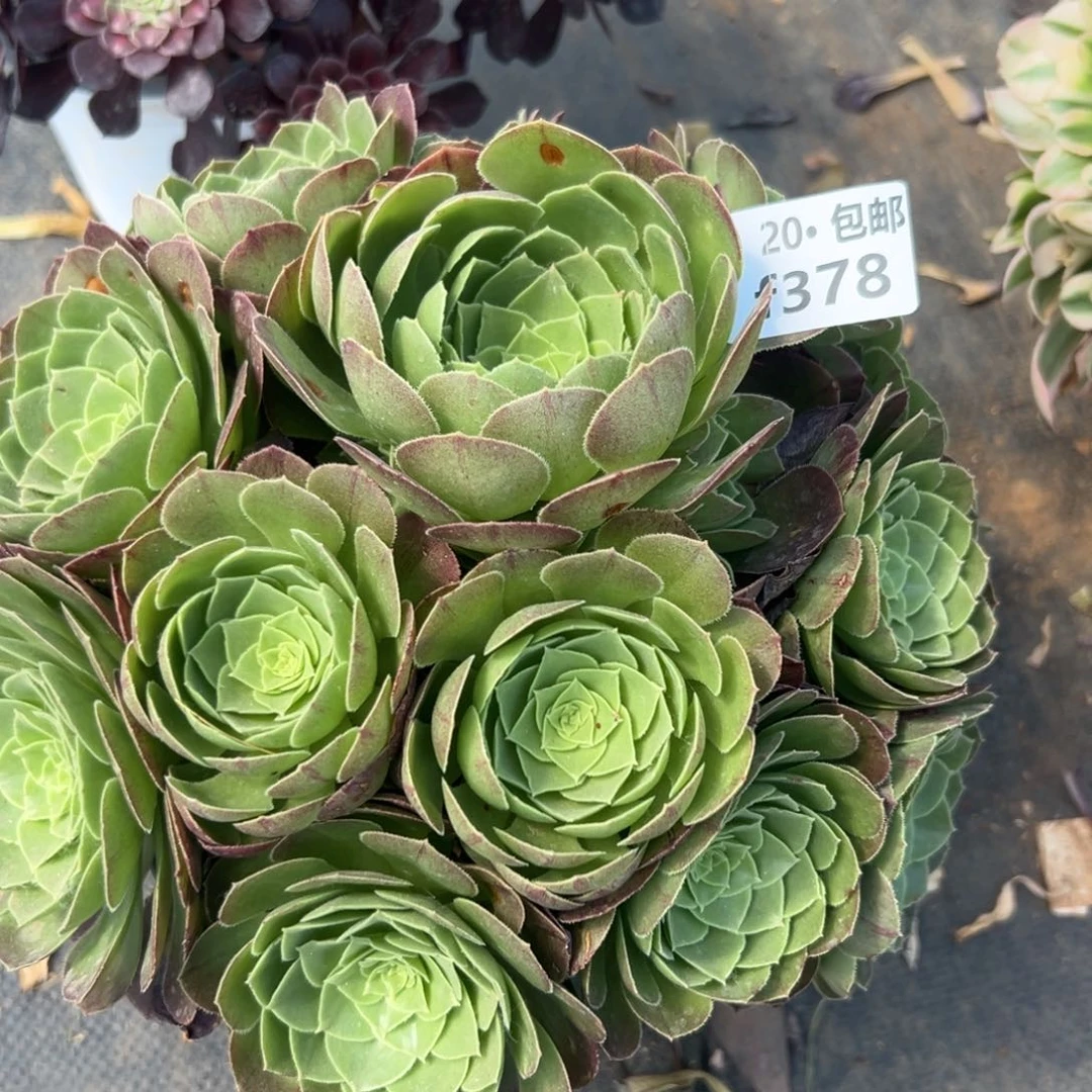 满20包邮，，378圣罗兰