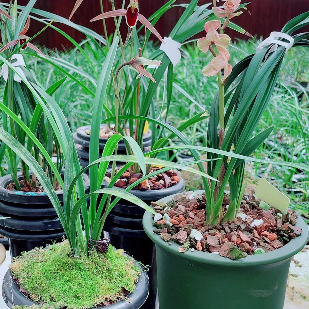 豪***ა完全开放一物一拍漂亮开花
