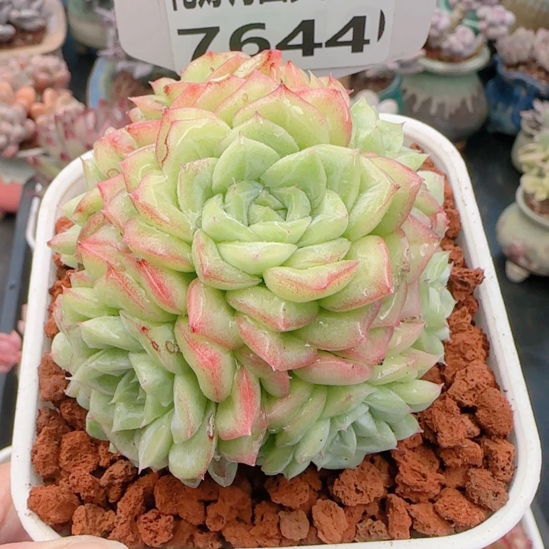 多肉植物7644…………..