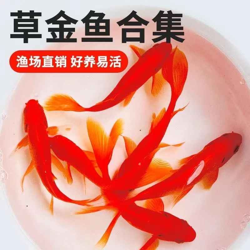 大尺寸火焰红金鱼7-10公分9条观赏鱼冷水鱼新手鱼好养耐活水族