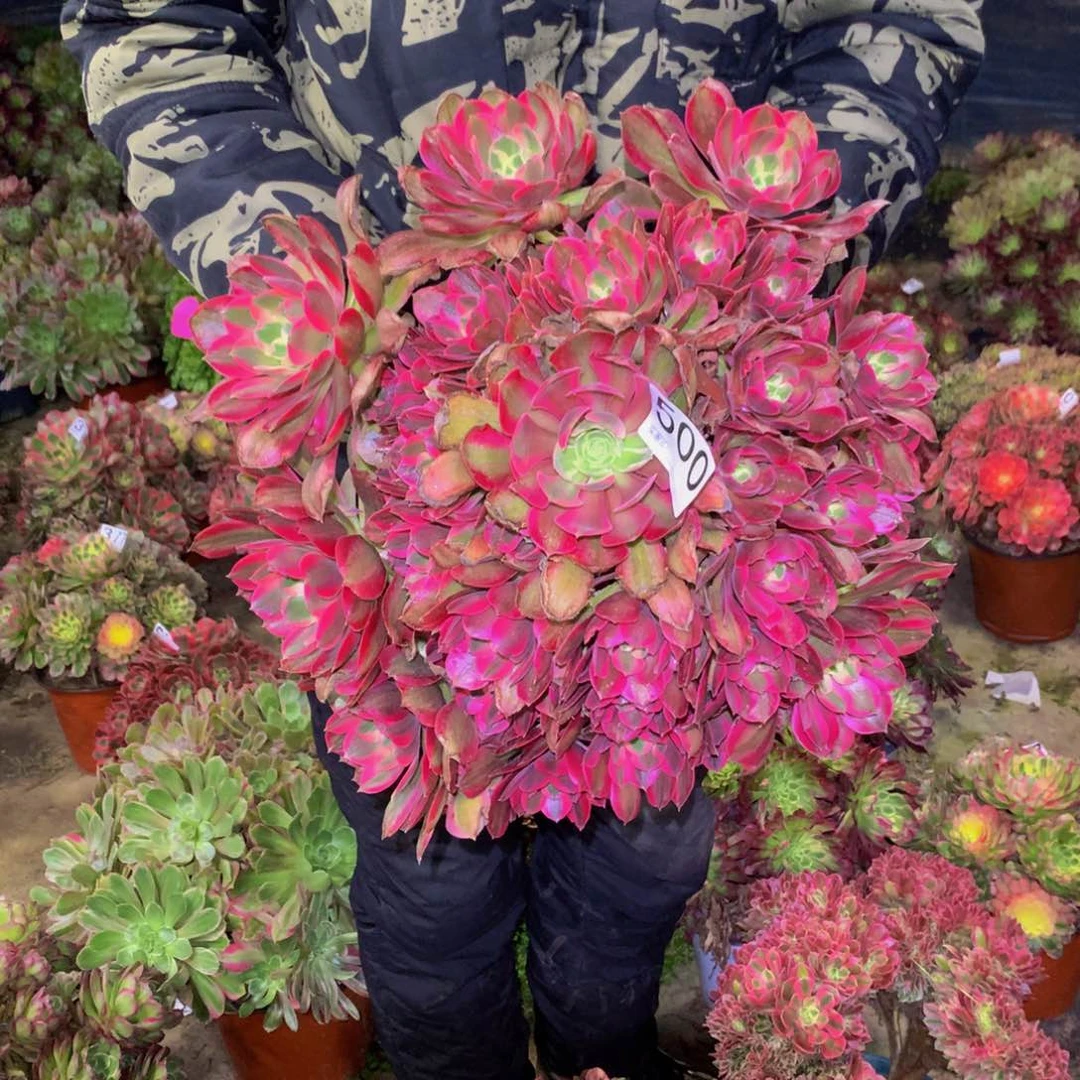 法师多肉植物500