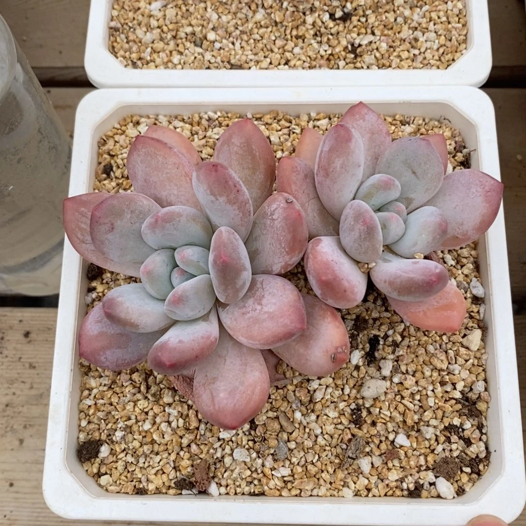 健健康康快快乐乐多肉满38包邮-