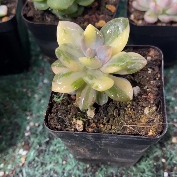 秋可园艺 花脸拉丝锦