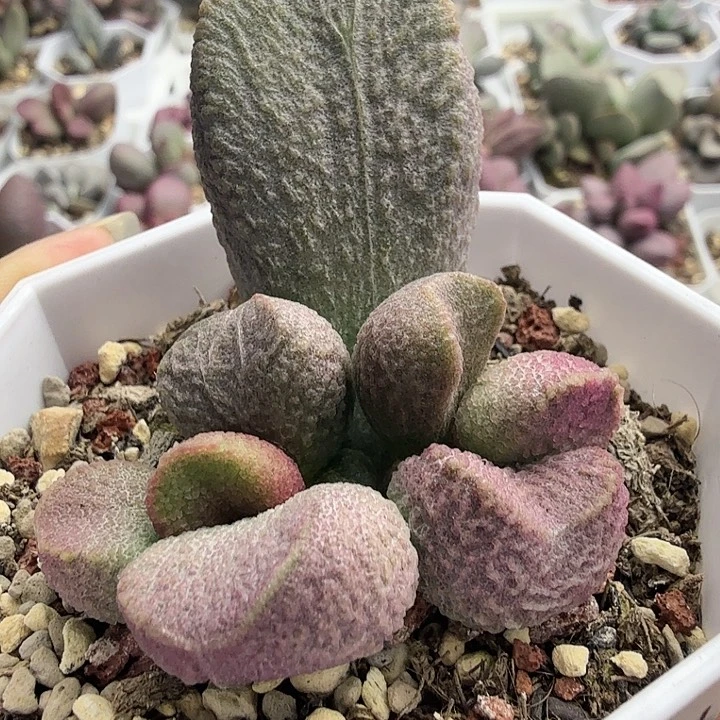 粉佳人水泡多肉植物