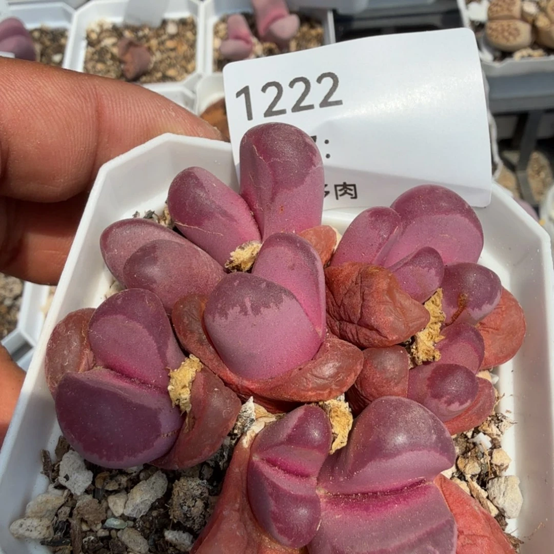 惊多肉植物多肉植物多肉植物