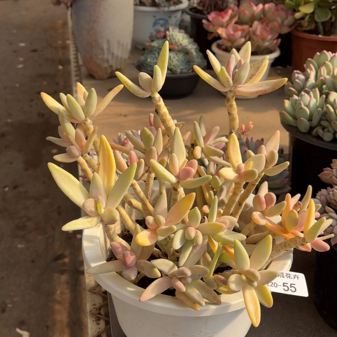 同温层多肉香蕉美人55