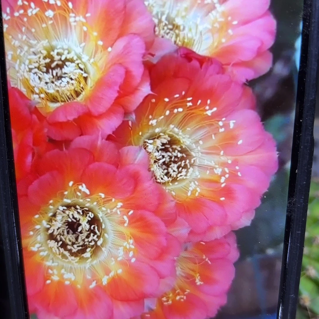 1537丽花侧牙20包邮仙人球13