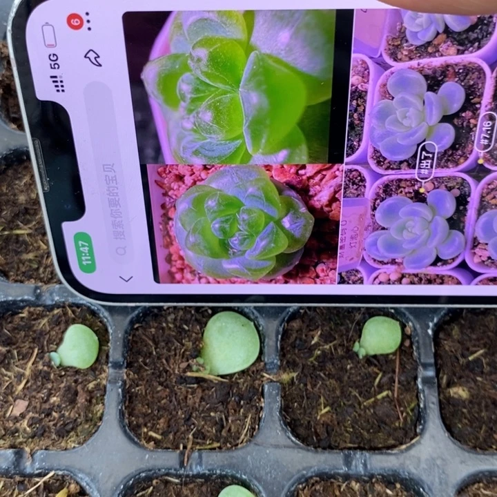 财富o芽苗一个多肉