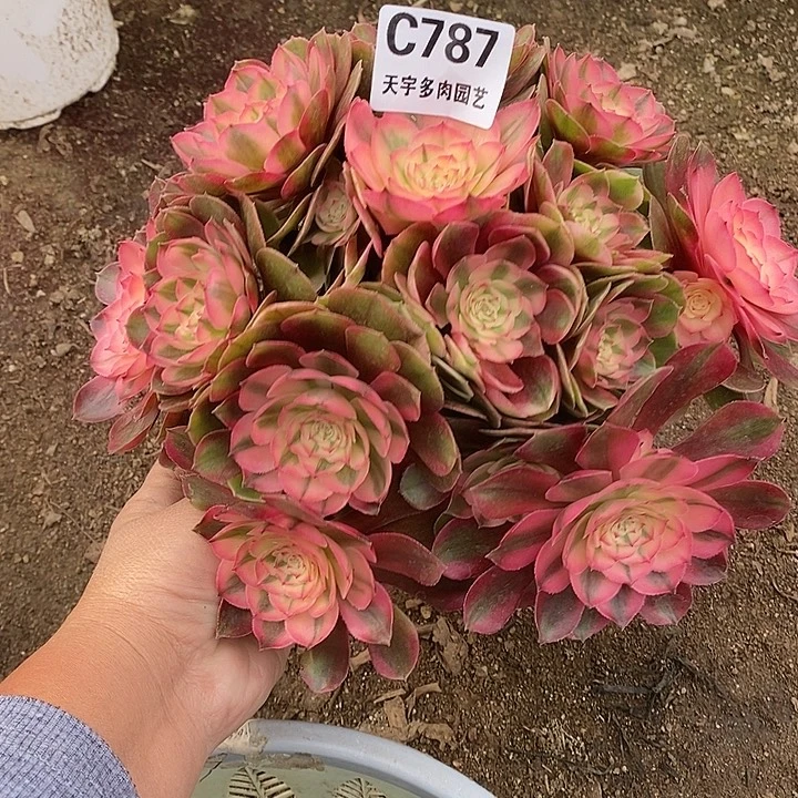 多肉植物荔枝787多肉
