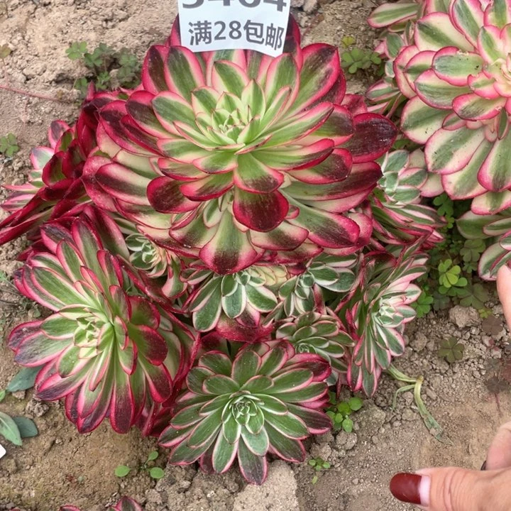 3464三号棚倾城福利W