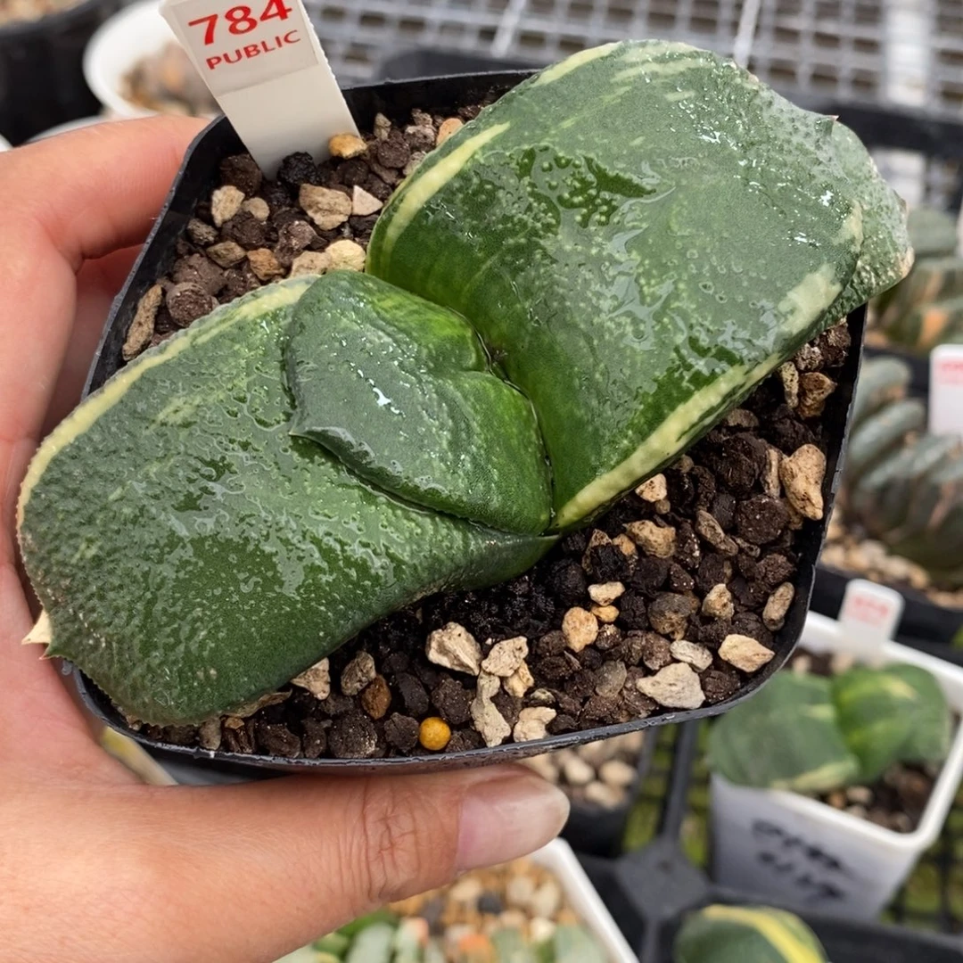 784军配蜗牛寿锦一物