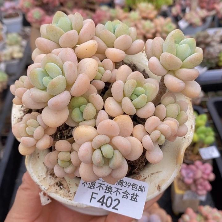 白奶糖老桩10cm402多肉植物