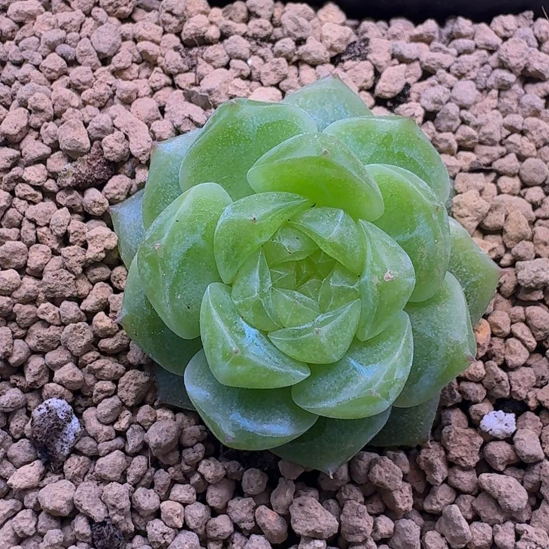 单头泼天的富贵哈