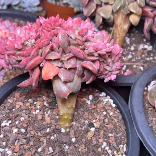 冬**芳多肉植物的植物