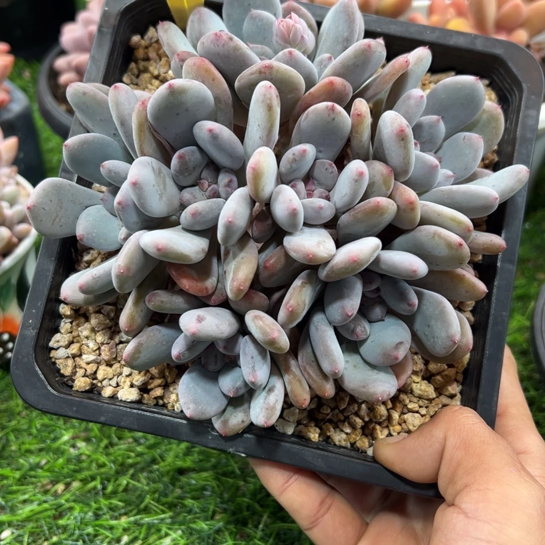 1211195 胭脂雪群生