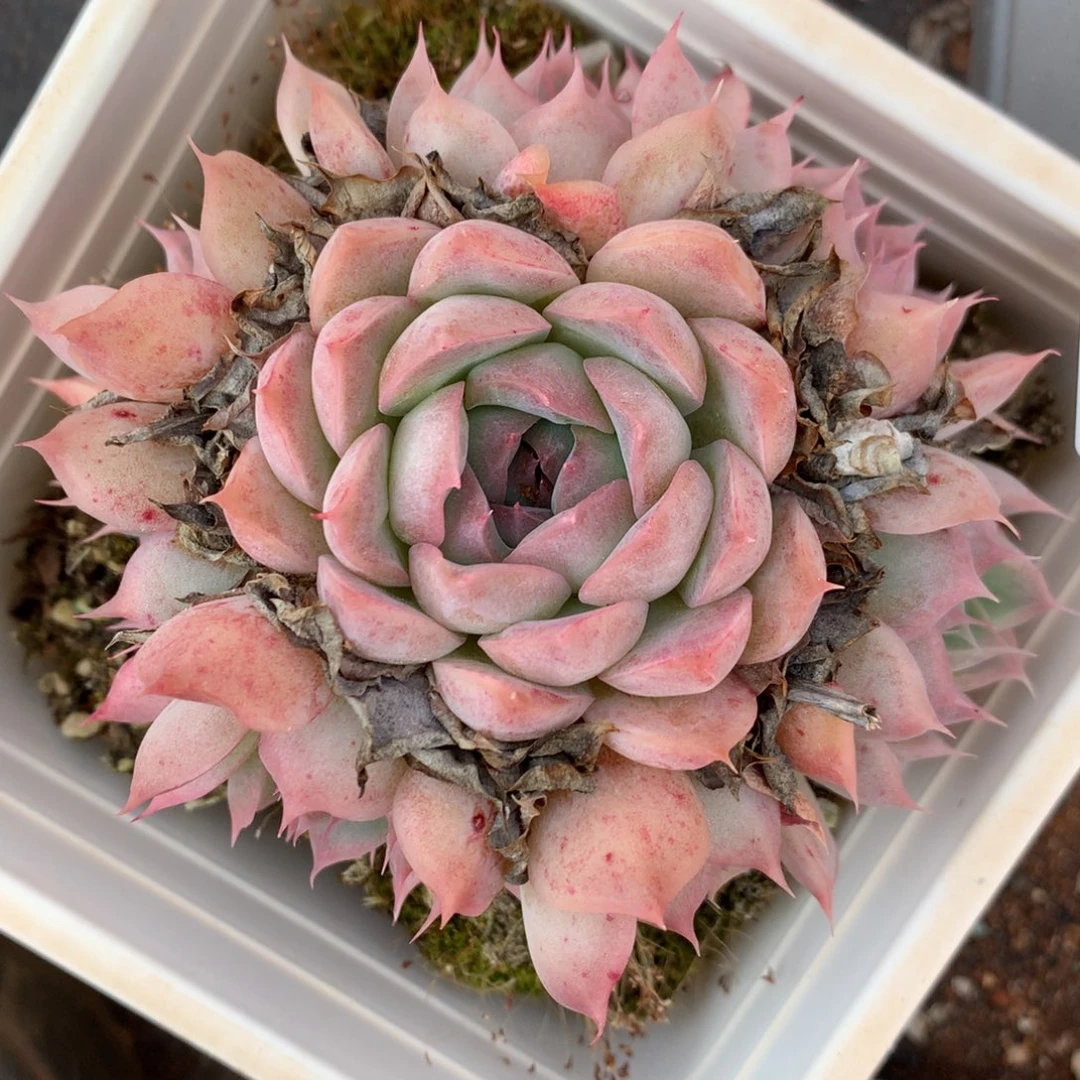 5342杂交精品基地厘米10