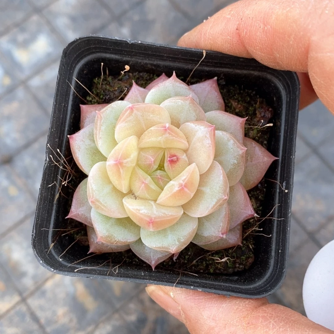 精品多肉一物一拍不包整159