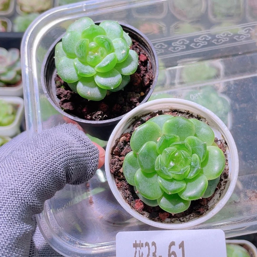 ****i花利美23-61多肉2颗