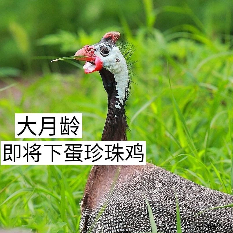 散养珍珠鸡活体鸡公母可选 可观赏可下蛋繁殖包健康到家
