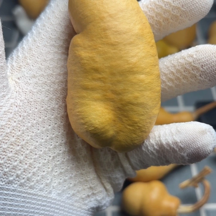 弓***張666666666666666666