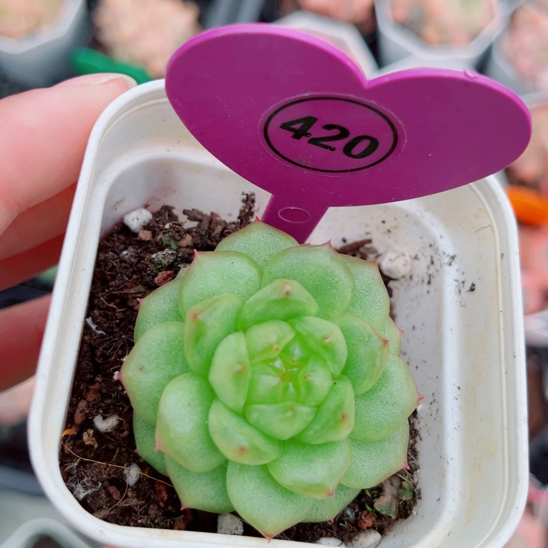 420号灯泡珍妮单头
