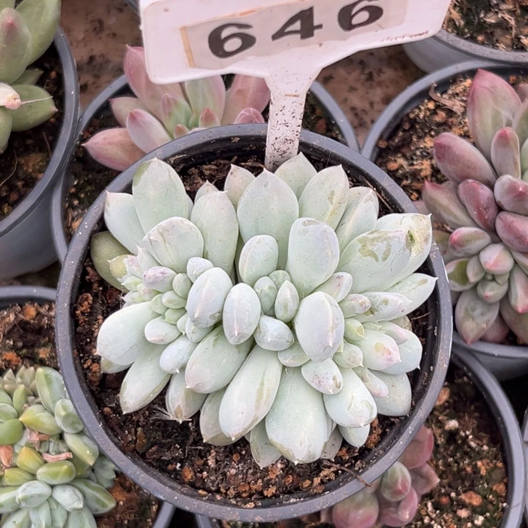****間多肉菩提子缀化646