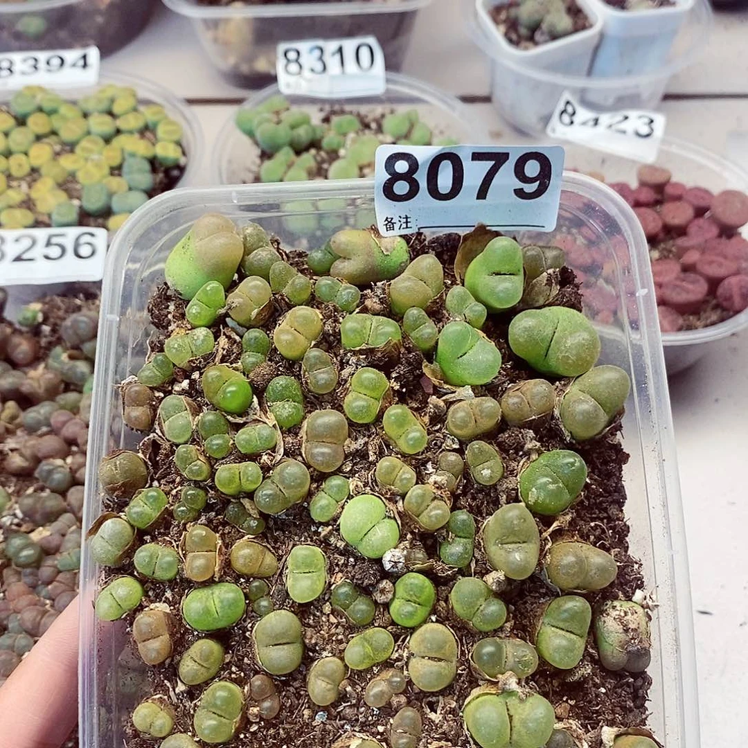 8079毛汗尼龙卡咯色