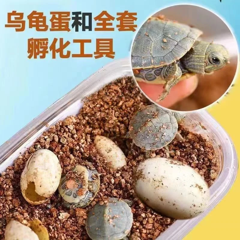 可孵化乌龟蛋草龟受精蛋实验宠物迷你小乌龟蛋
