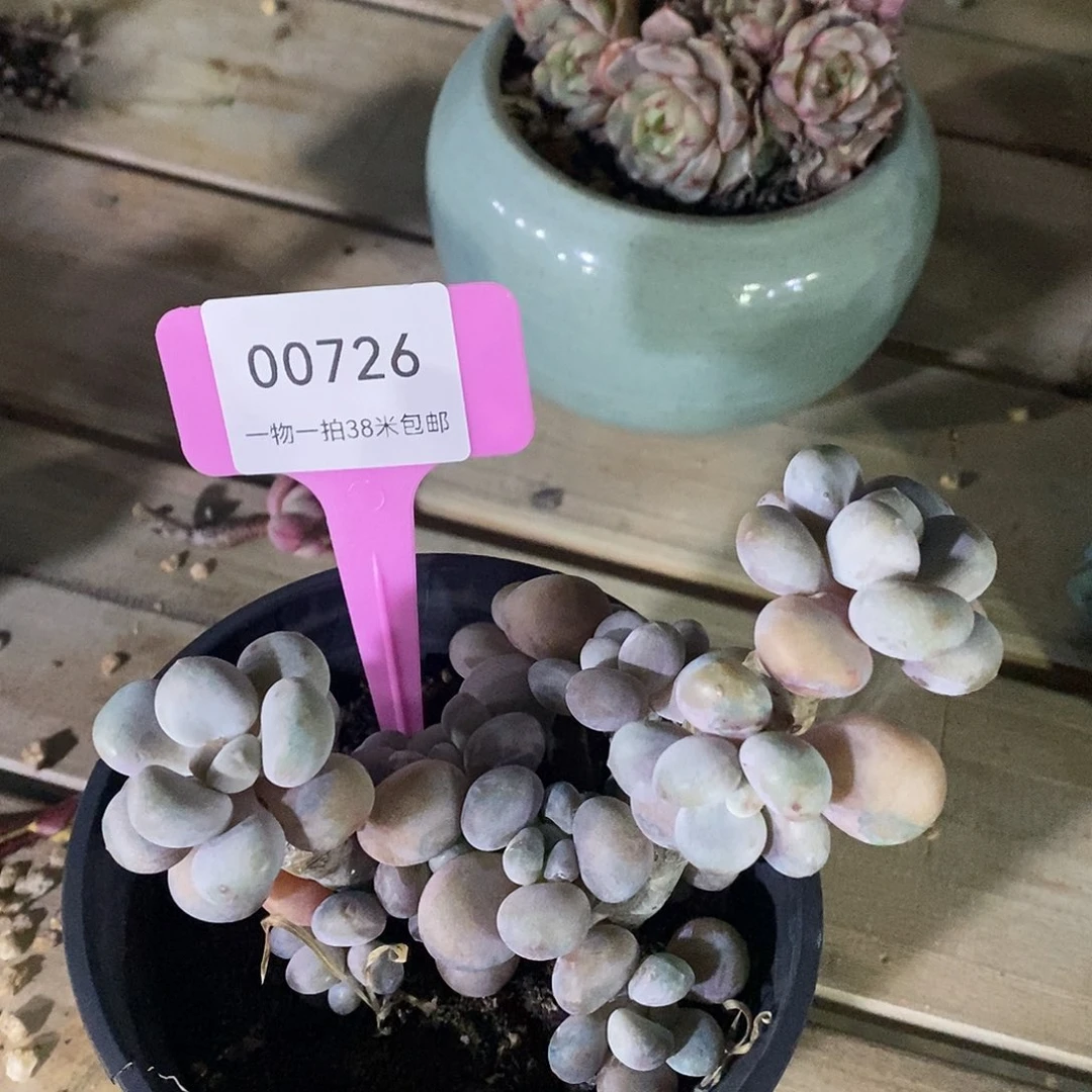 00726册舞台了咯我