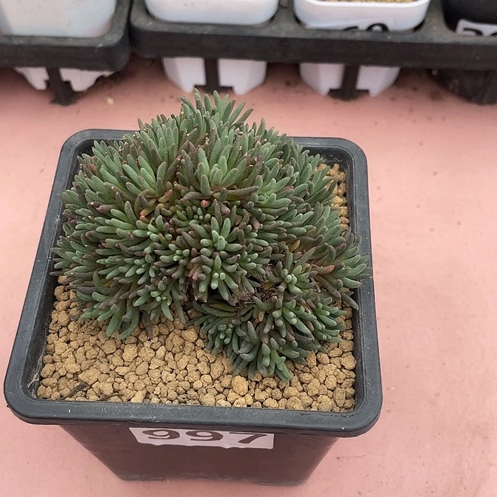 997大盆晶珊瑚块根