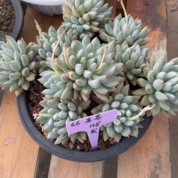 福多多花卉园艺所罗门