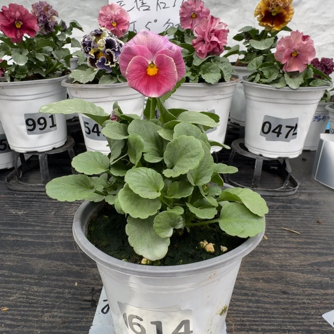 全部花朵614号天使花束