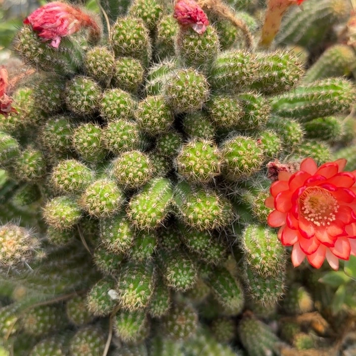 白檀仙人掌群生96