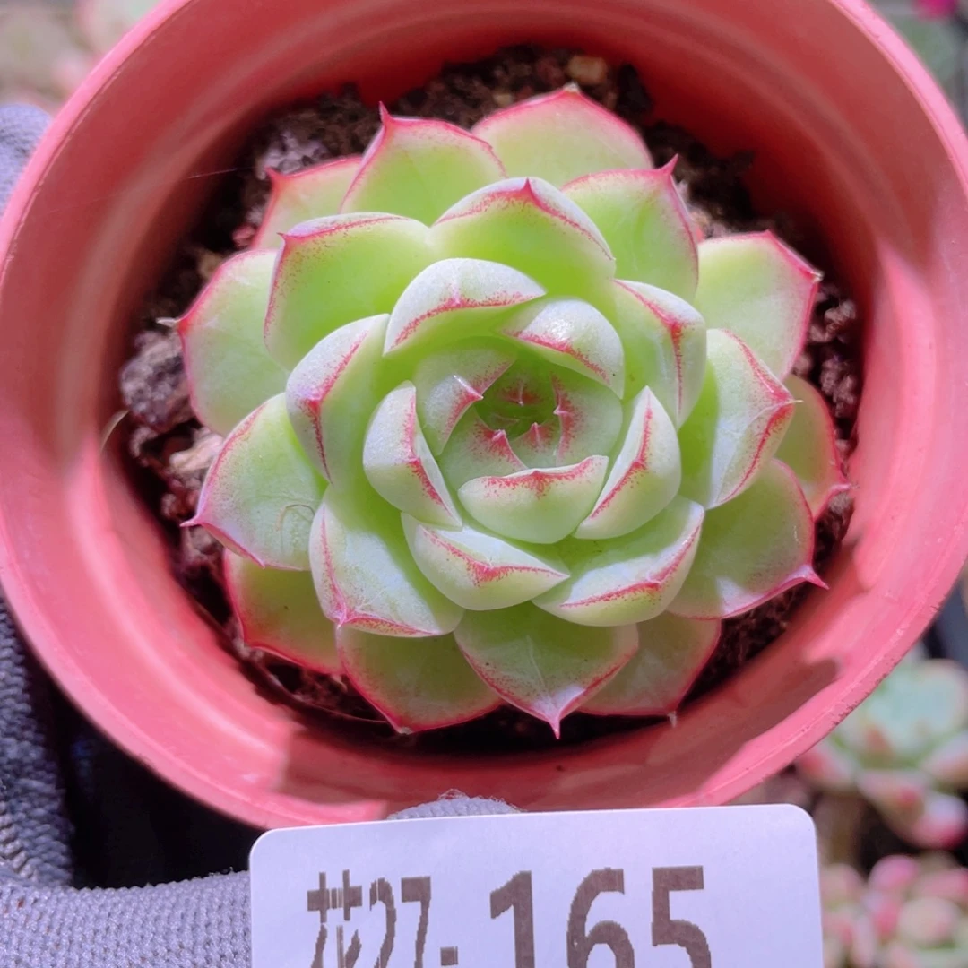 花利美27-165女王玫瑰