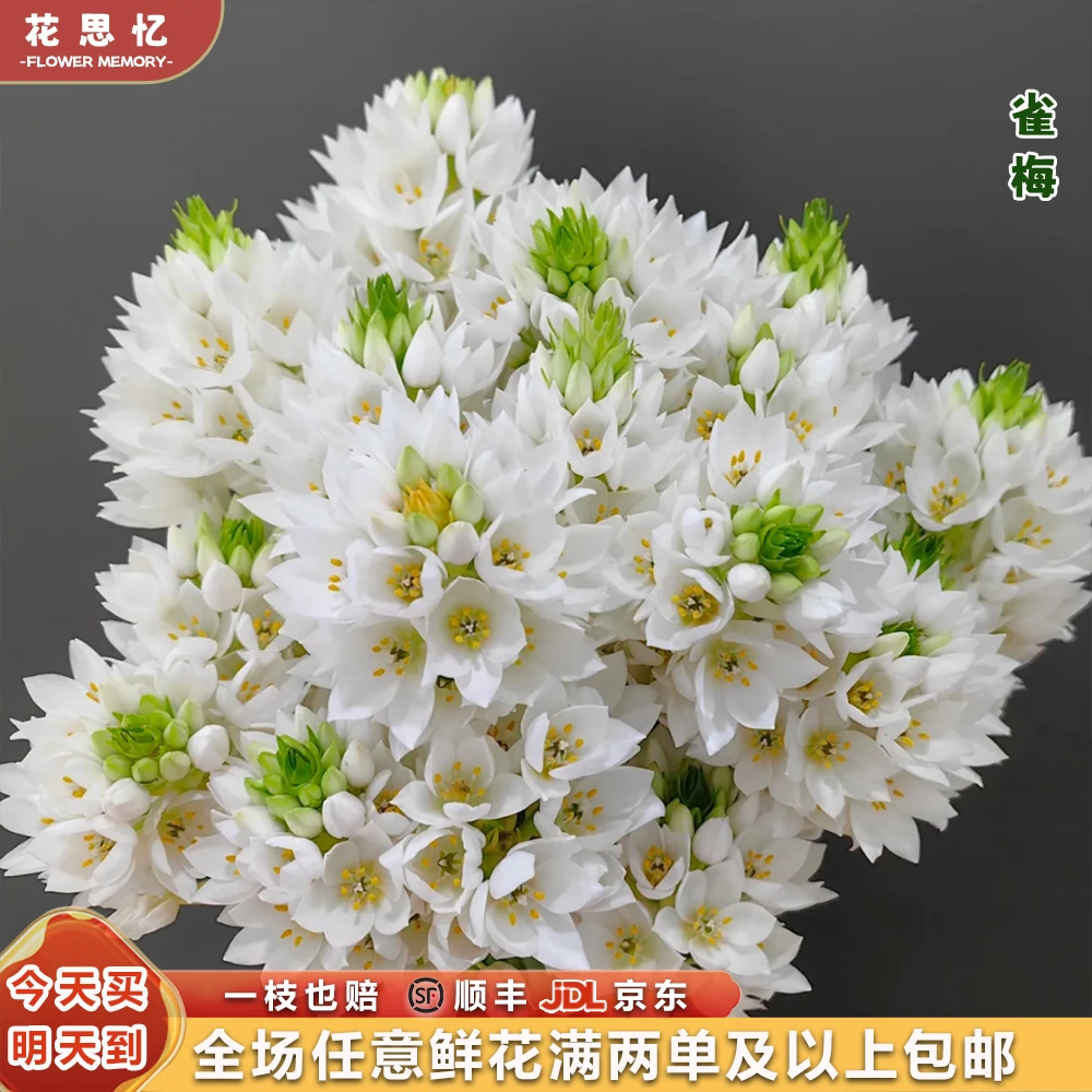 冰清玉洁『雀梅10枝装』淡雅幽香 全场任意满两单鲜花顺丰京东包邮 三单鲜花送玻璃花瓶鲜花直播批发次日达