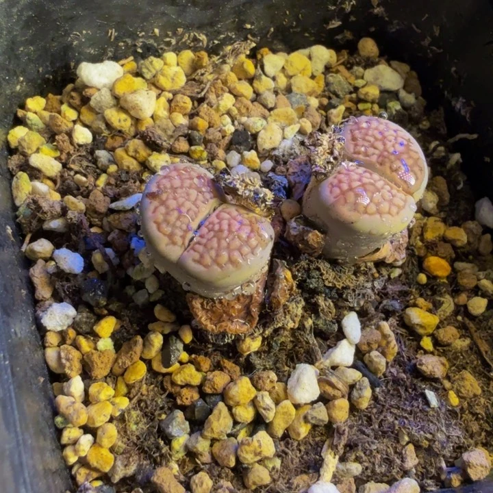 青**雨多肉葡萄的季节5