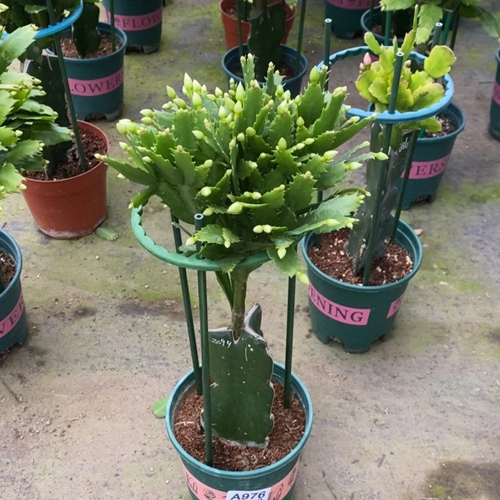 当前无花栽培后可以开花世*强976嫁接2099