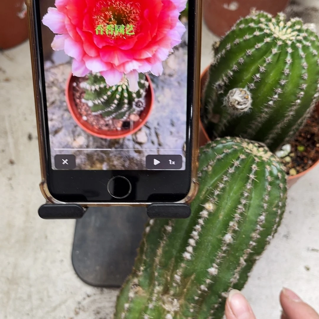 金刚1号瑕疵球丑球柱