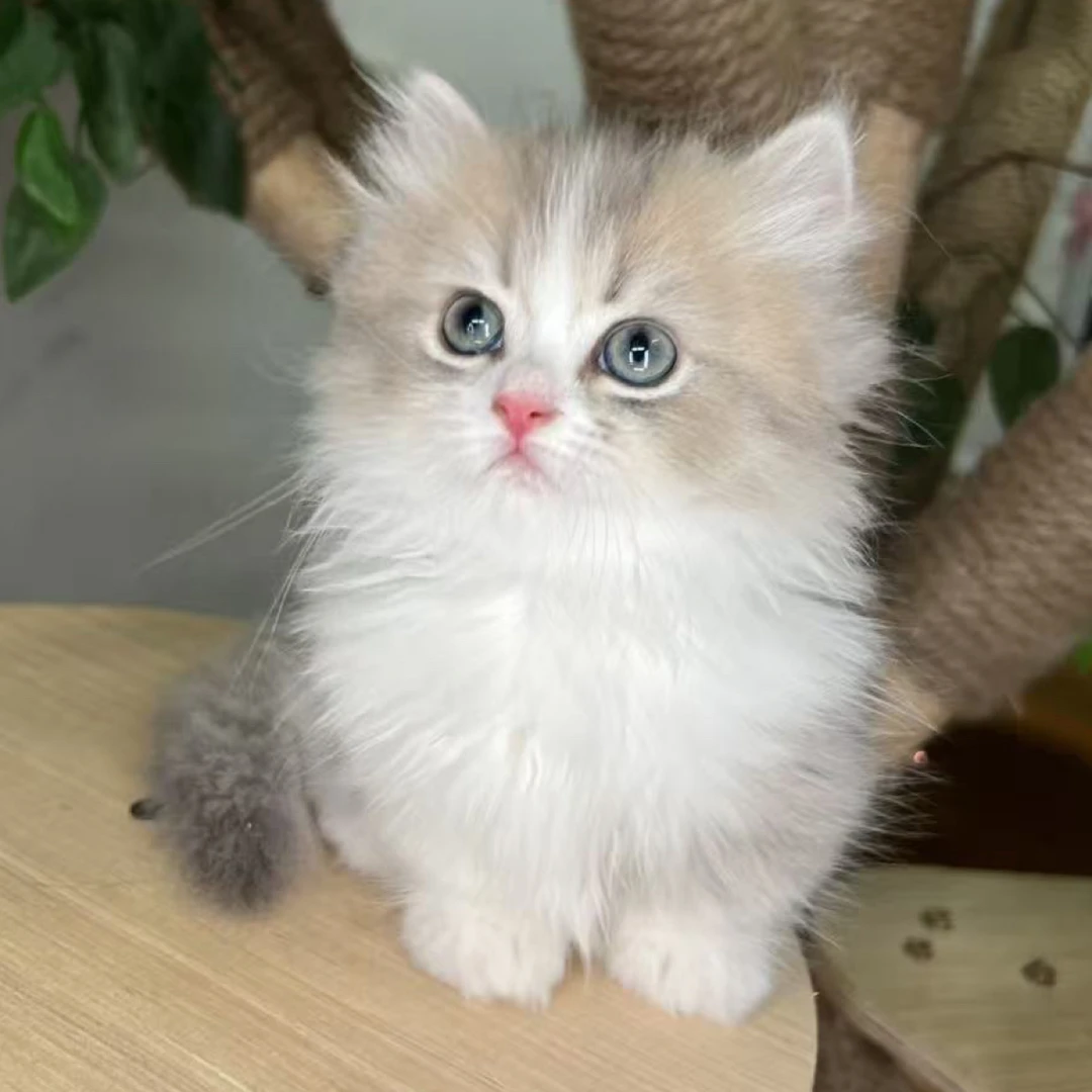 唐家有猫（喵团卖萌全系）