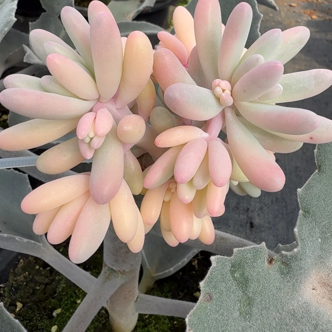 婴儿手指 安吉园艺锦锦