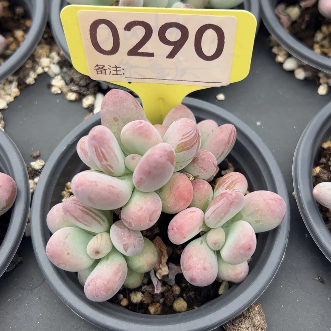 二代彩虹奶多肉植物