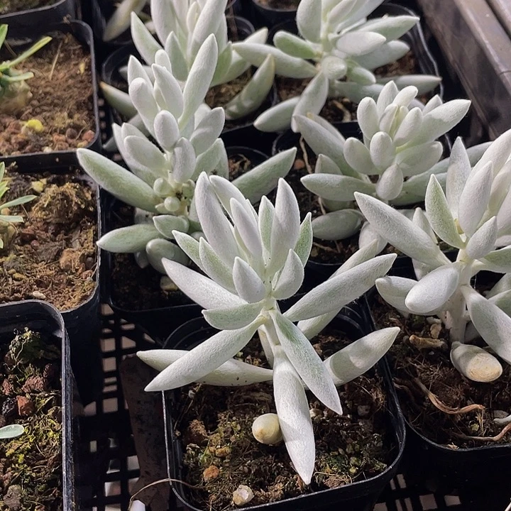 银月3.8带盆土发货