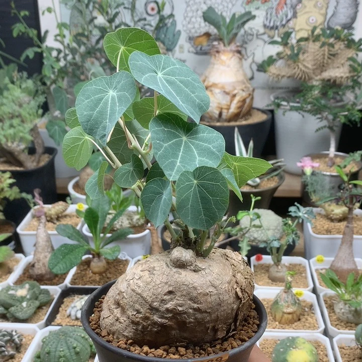 蓝叶立滕山乌龟带盆039