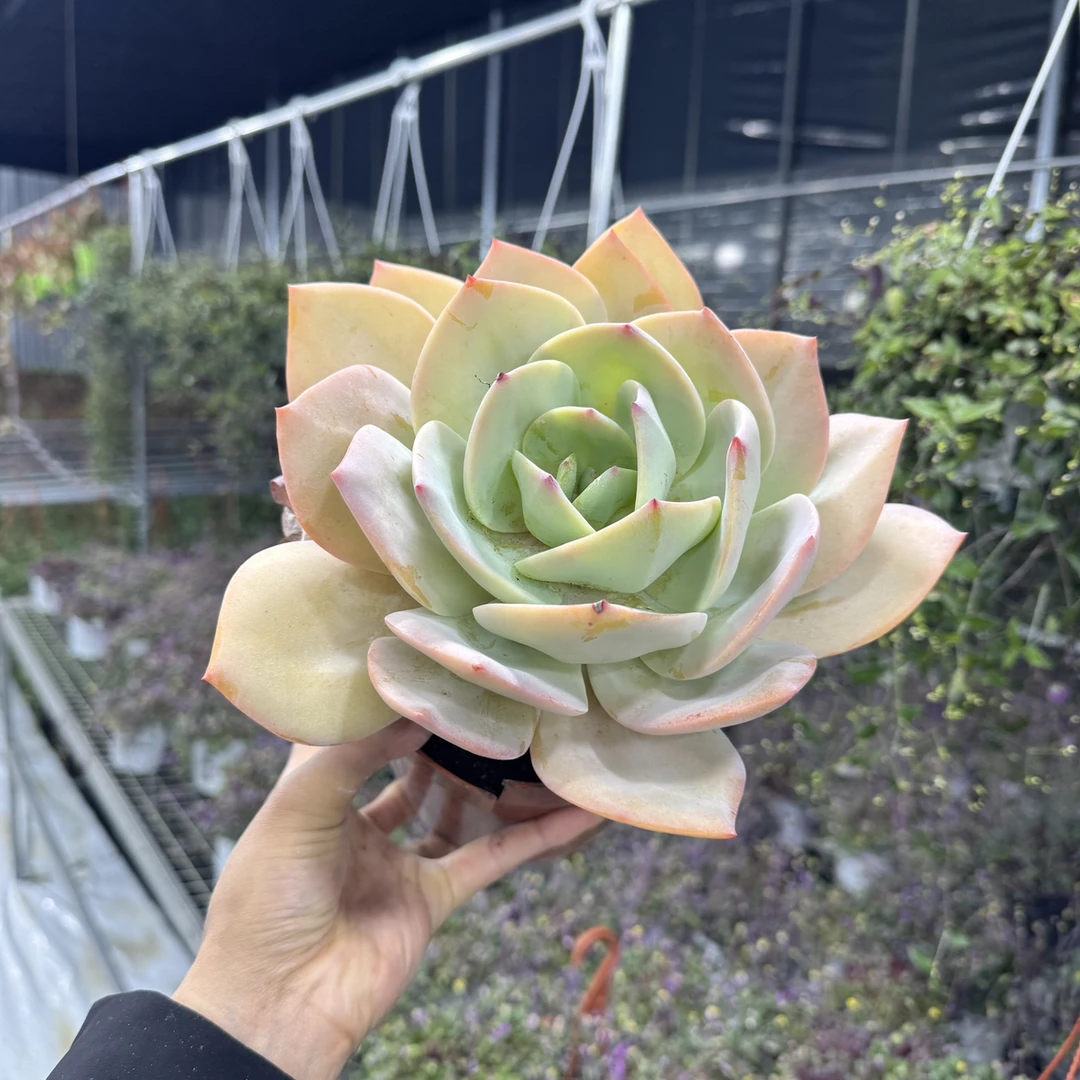 大白凤 冠服18公分 （脱土发货）精品老庄 室内阳台适多肉植物