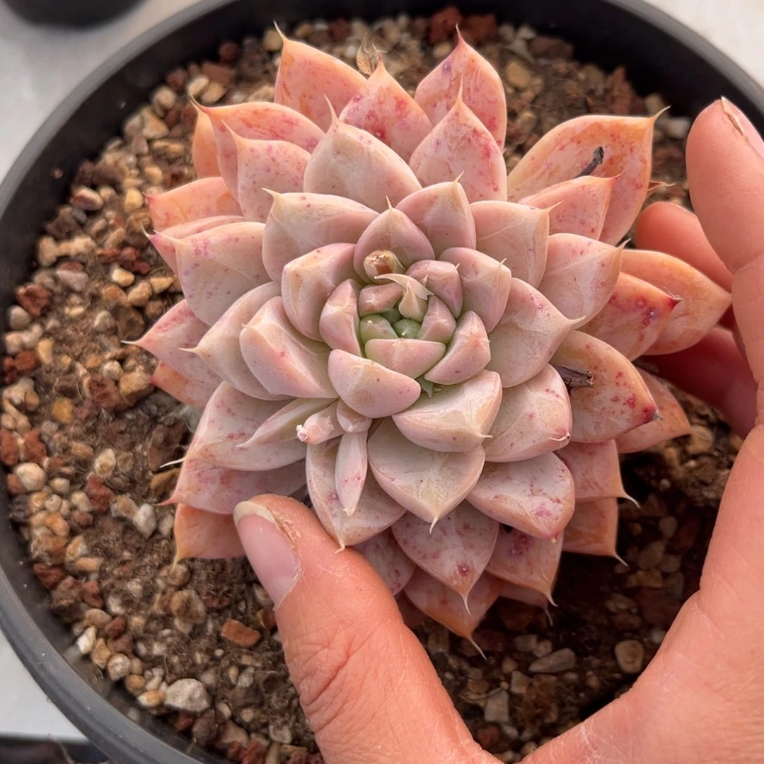 杂交大单头带两小崽满35包邮