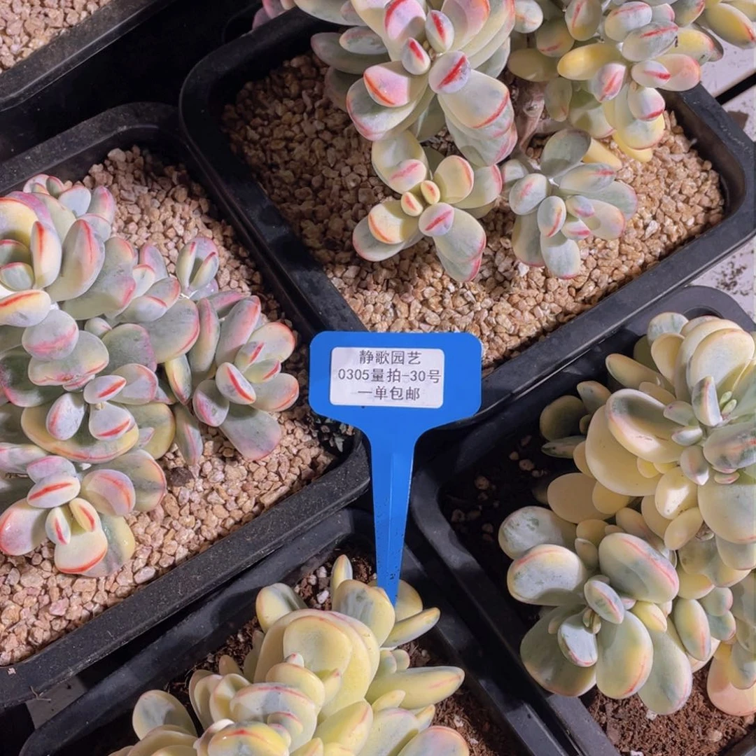 0305-30-乒乓福娘锦老桩大群一颗