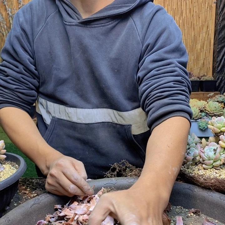 一***米453号橙子多肉植物