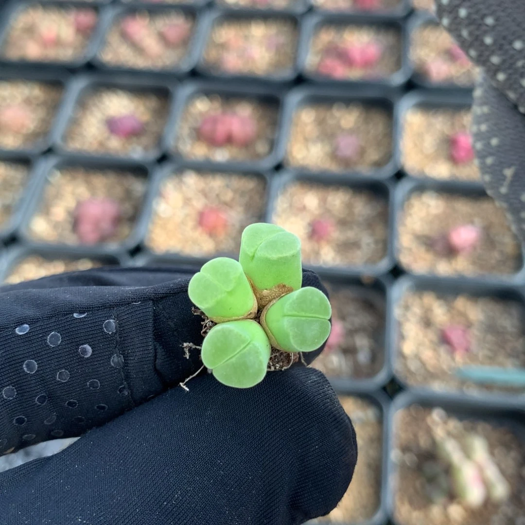 小**电299极窗风铃母本