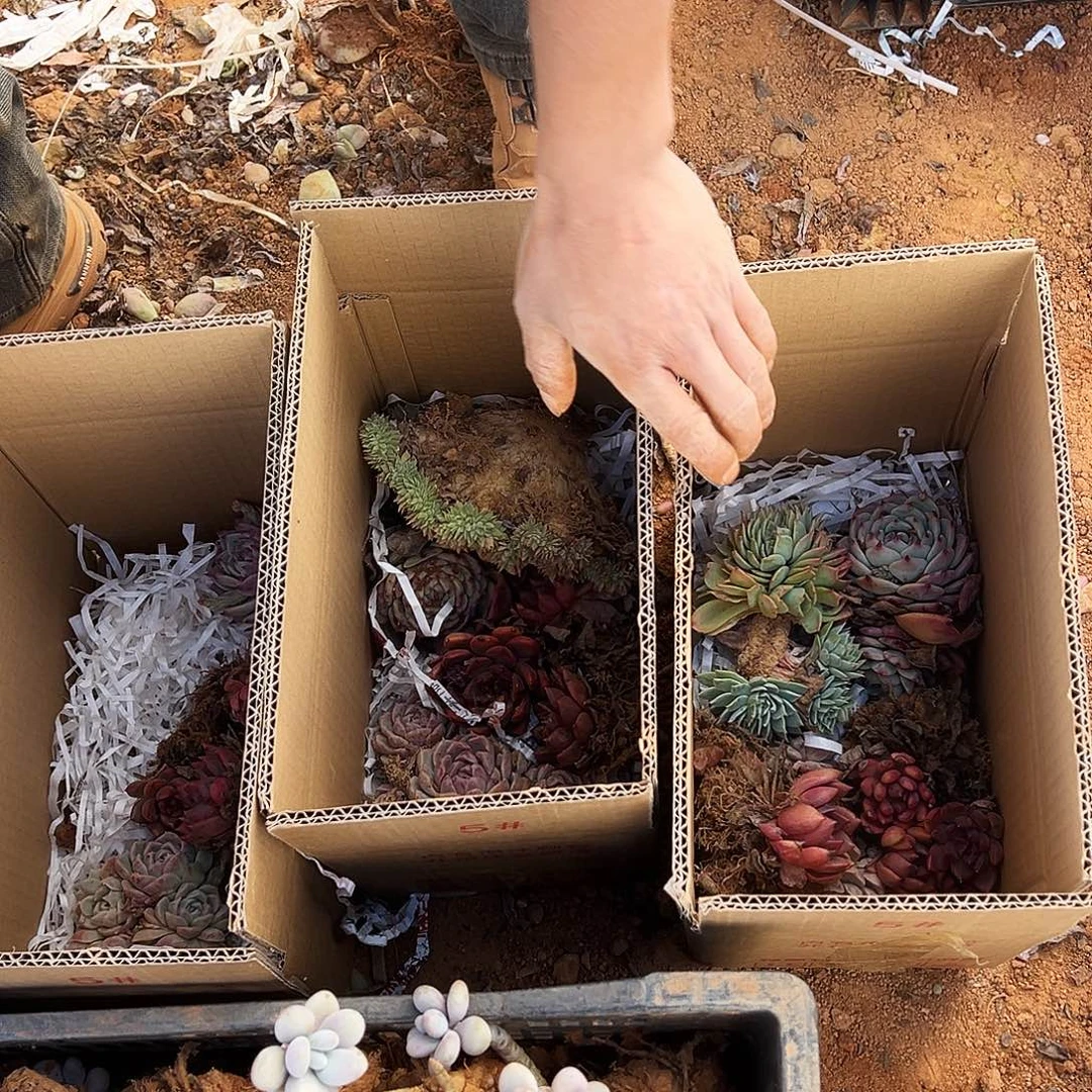 福利箱拍多肉植物