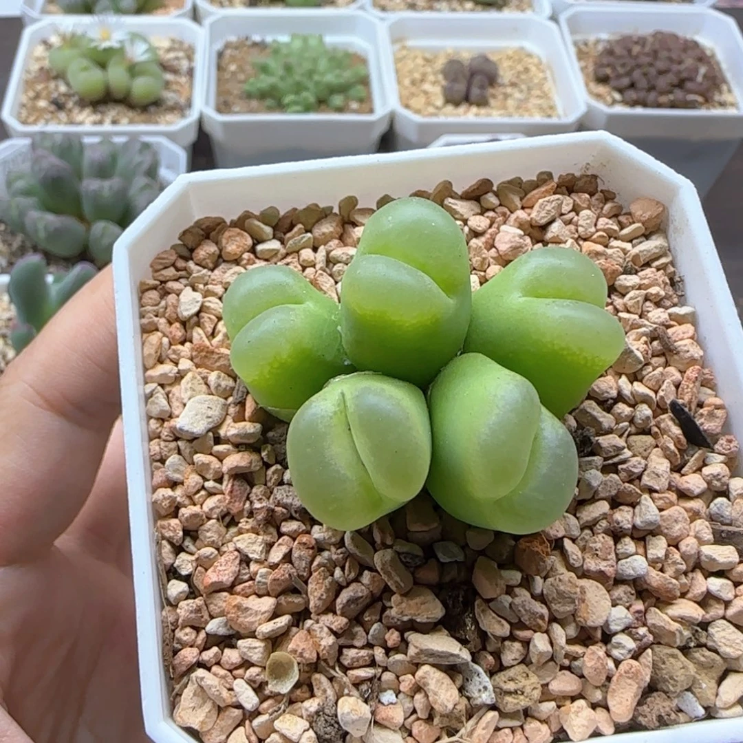 东****6251大白多肉植物园